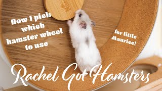 Picking a Hamster Wheel for my Rescue Dwarf Hamster 🐹 🛟 💕