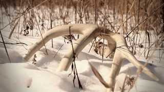 Whitetail Management - The Time Is Now: Reality Deer Management