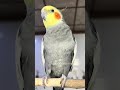 تغريدة كوكتيل (Cockatiel Singing Show 🎶)