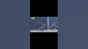 Tôm Càng Tím #shorts