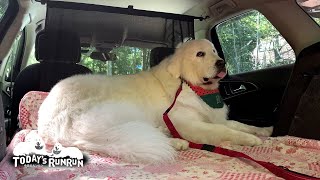 健康診断で絶好調のルンルンと要ダイエットなアランです　Great Pyrenees　グレートピレニーズ