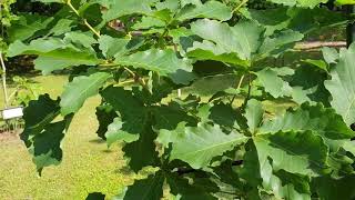 Quercus aliena dub aliena