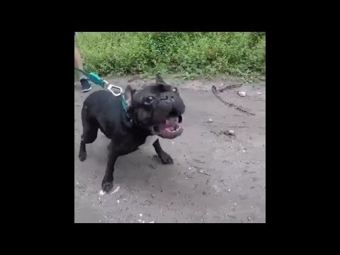 Cachorro Com O Latido Mais Feio Do Mundo - The Most Ugly Dog Bark In The World
