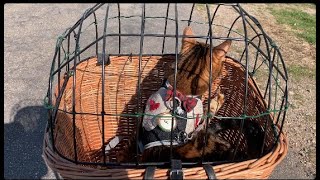 Walking the dog.. eh cat - Ifness Bengal Cattery by Ilona Koeleman-Lubbers 43 views 1 year ago 3 minutes, 56 seconds