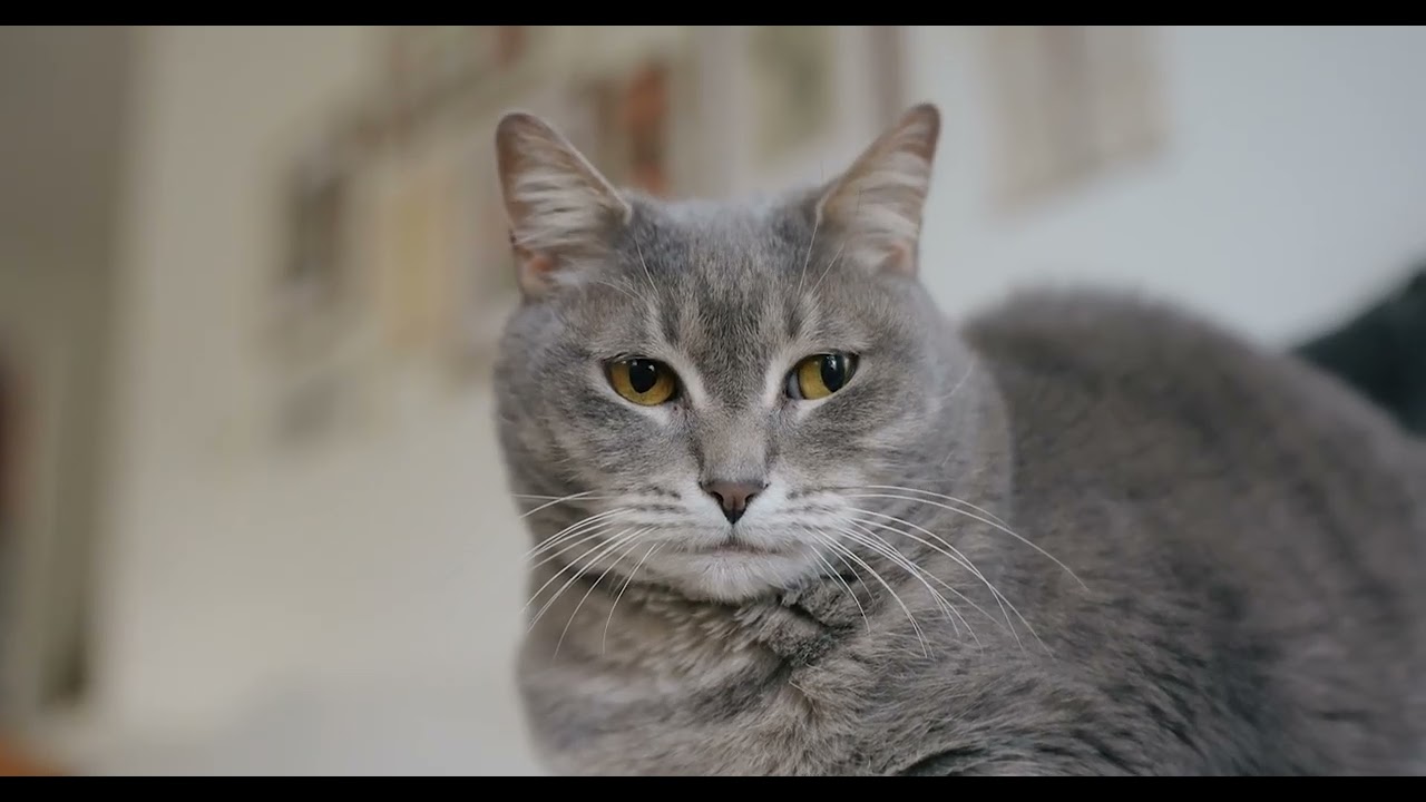 Cute Cat Family's Sweet Outdoor Adventure - YouTube