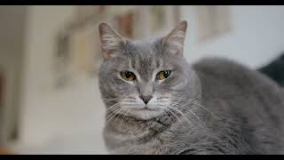 Cute Cat Family's Sweet Outdoor Adventure - YouTube