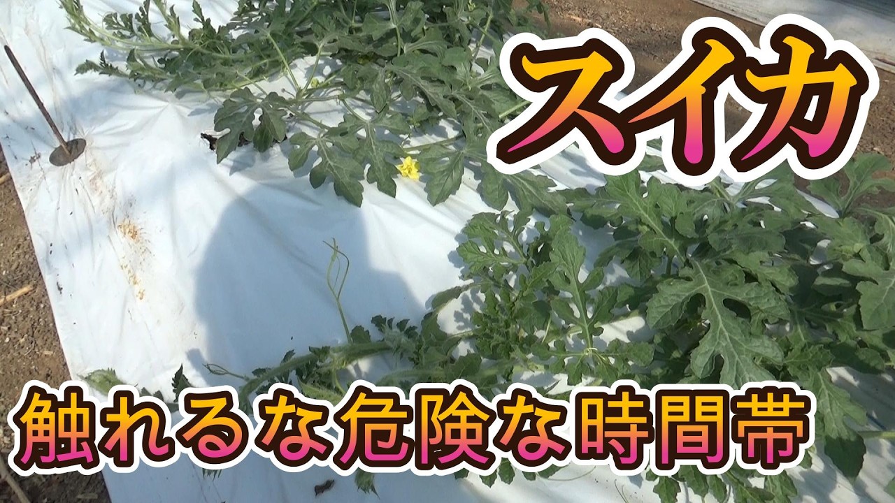 スイカに触れたくない時間帯がある