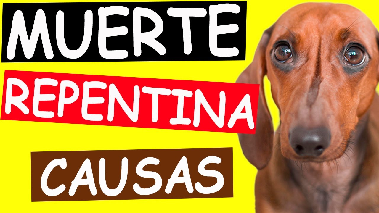 ¿Cuáles son las CAUSAS de la MUERTE REPENTINA en PERROS?