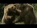 European brown bear fight