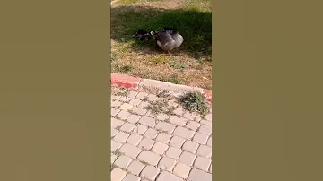 شاهد طريقة نوم البط سبحان الله 