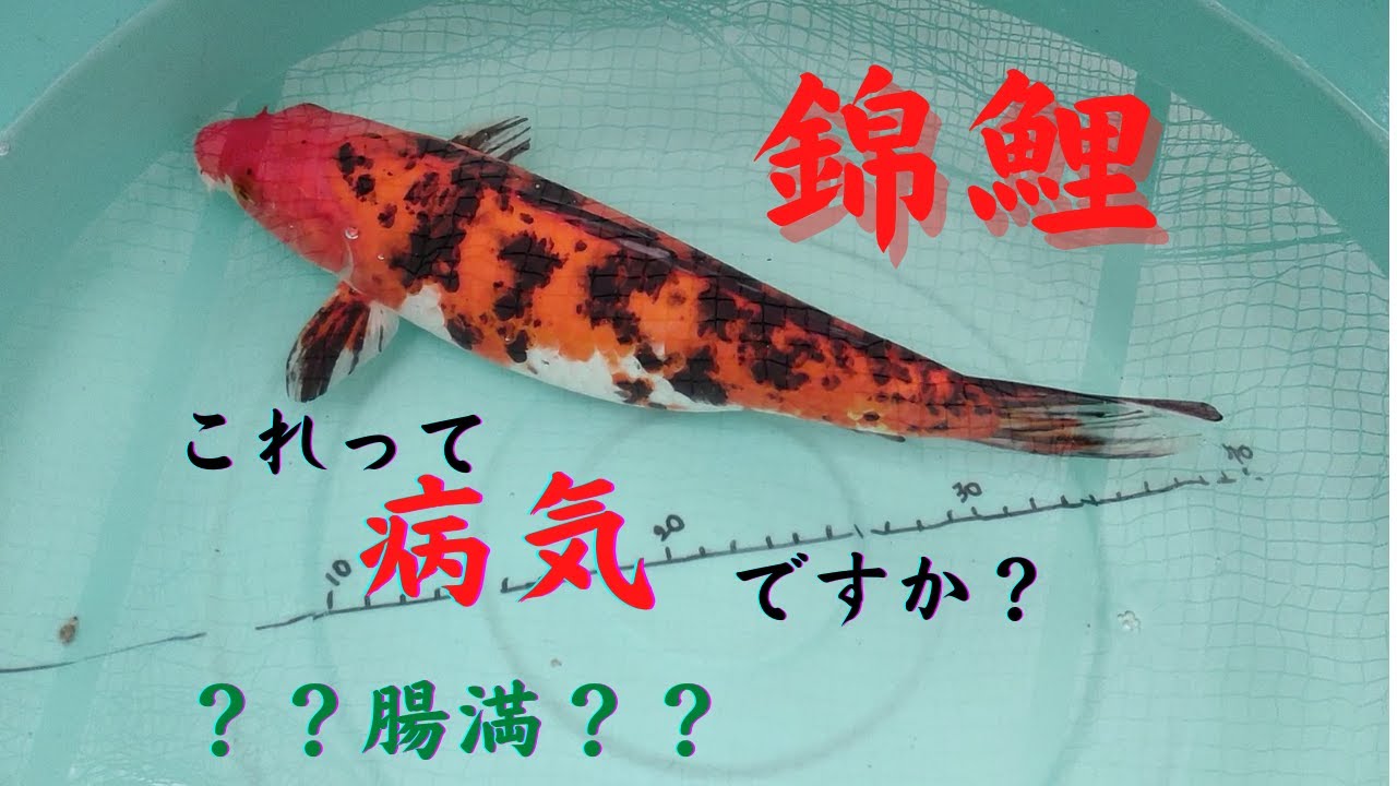 セール30 Off 錦鯉の病気がなくなります 品評会から絶賛 ヴァルナ池用 病原菌や感染症など有害物質を強力抑制 透明度もアップします 池に入れるだけ 100 の保証