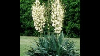 Edible, Medicinal, and Utilitarian Plants : Yucca