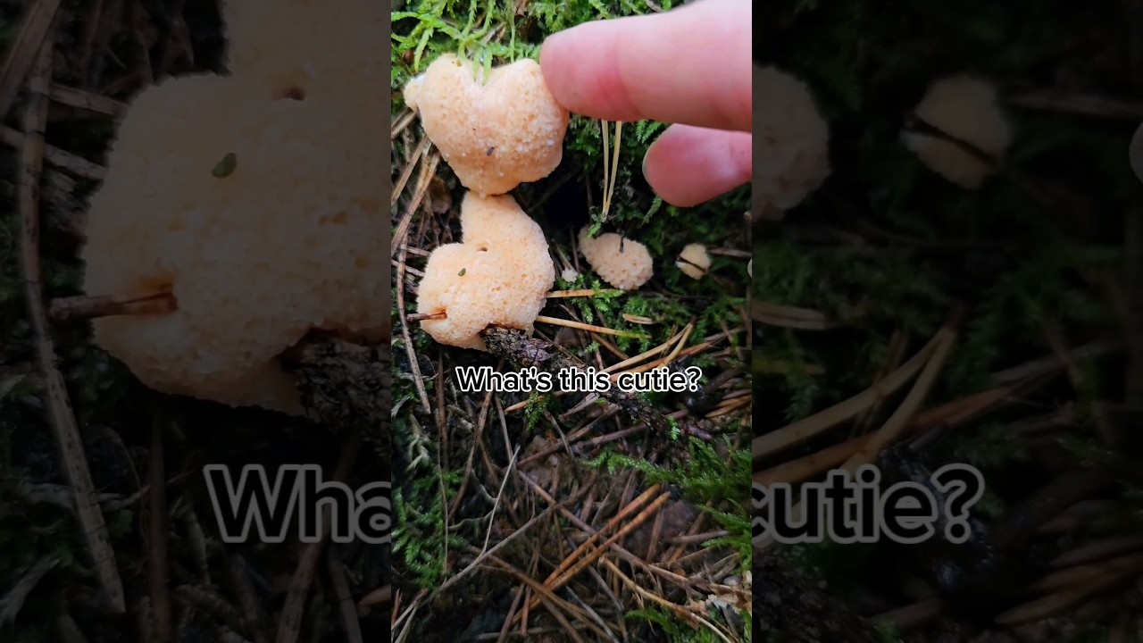 Tubifera ferruginosa, more commonly known as raspberry slime mold 😊