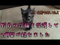 【猫】仔猫保護して1週間経過しました