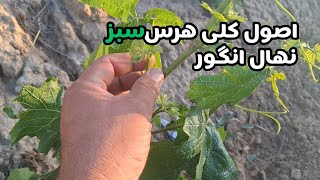 آموزش هرس سبز نهال انگور:نحوه هرس سبز و افزایش رشد نهال انگور.