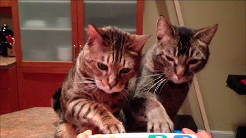 Piano Duet for Two Cats (Original Video)