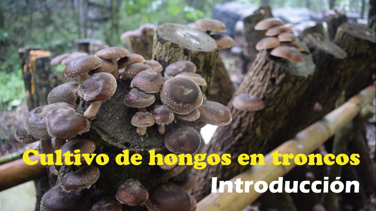 Producción de hongos en troncos