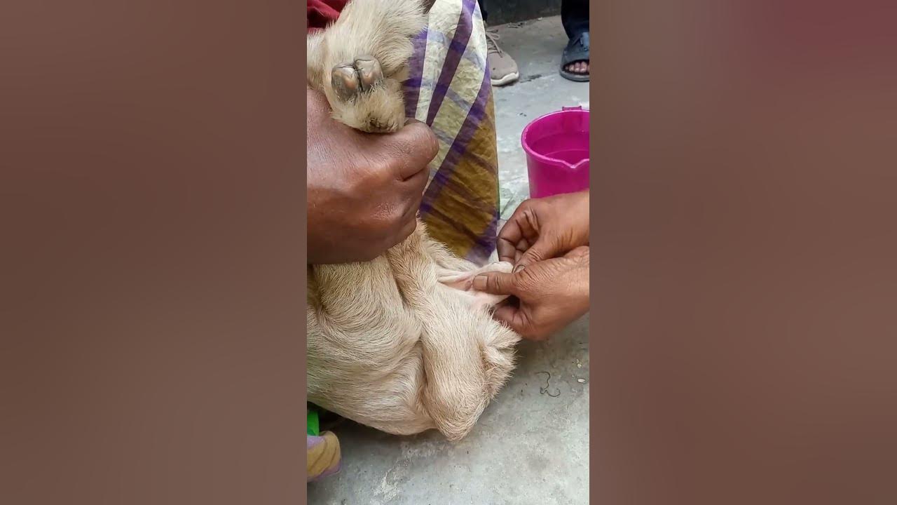 How To Goat make perfect.সহজ পদ্ধতিতে ছাগলের বাচ্চার মুসল্মানি।Goat