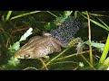 Green Frogs Fertilizing Eggs