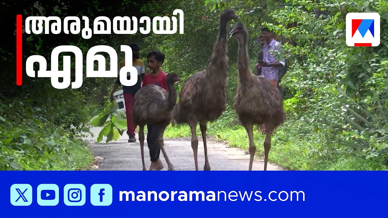 വീട്ടുമുറ്റത്ത് ലോകത്തിലെ രണ്ടാമത്തെ വലിയ പക്ഷി; കൗതുകമായി കണ്ണൂരിൽ എമു വളർത്തൽ |Emu