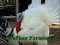 Turkey Bird Farming
