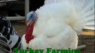 Turkey Bird Farming