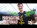 Easily Propagate Petunia Cuttings!