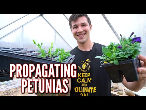 Video: Petunia's: vermeerdering door stekken (foto)