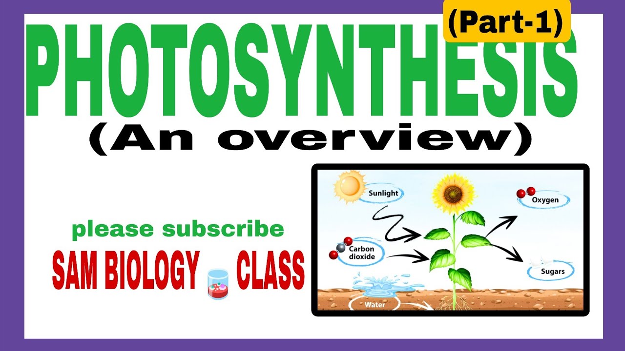PHOTOSYNTHESIS -PART-1-AN OVERVIEW @SAM BIOLOGY 🧫 CLASS. - YouTube