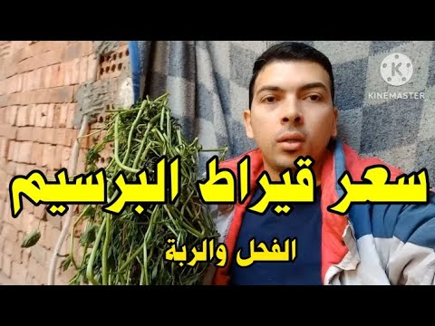 اسعار البرسيم الفحل والربة سعر قيراط البرسيم الفحل على قناة عروض المواشي