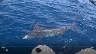 Sailing The Cape Verde Islands:  Marlin Teaser!