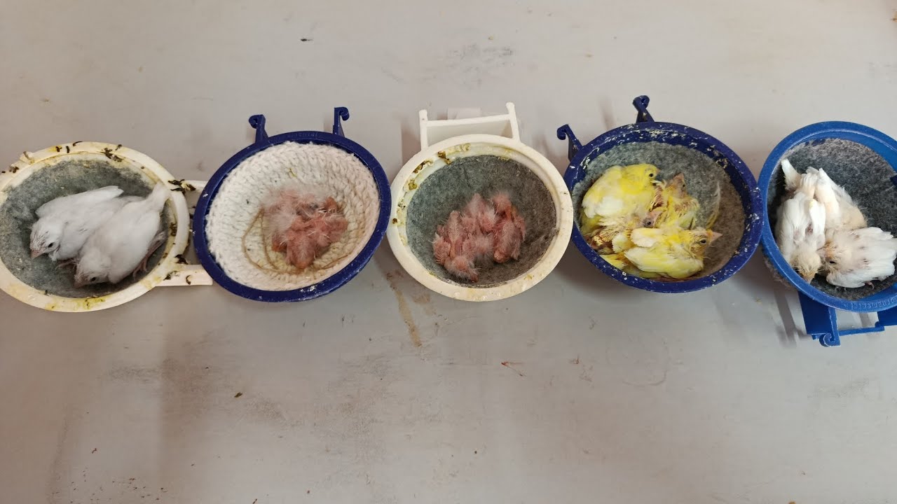 MUITOS FILHOTES NASCENDO EM 2025