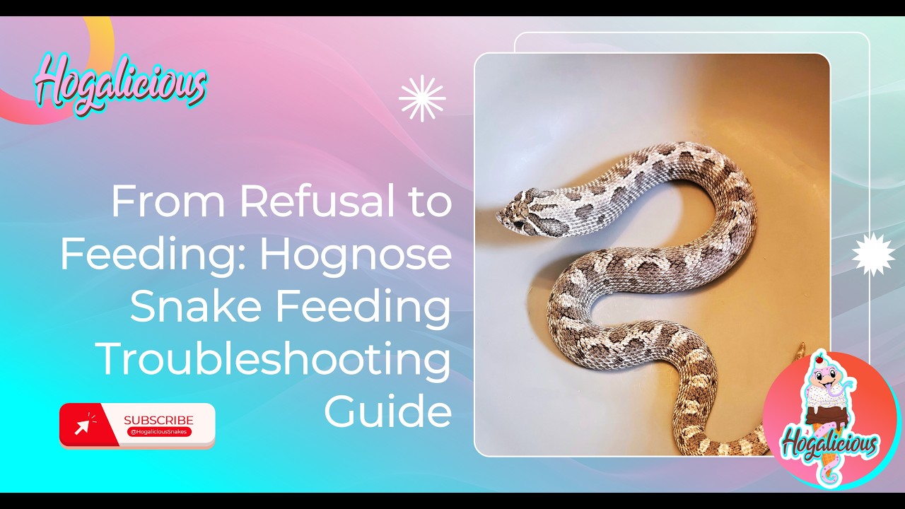 From Refusal to Feeding: Hognose Snake Feeding Troubleshooting Guide ...