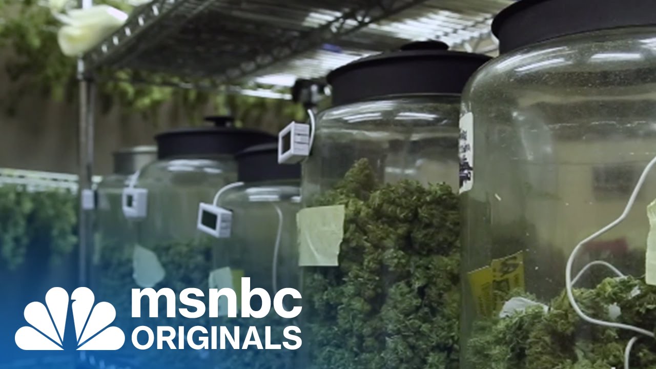 A Pot Patch For Children | Originals | msnbc