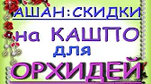 Орхидеи,узамба́рские фиалки,Самара🌺