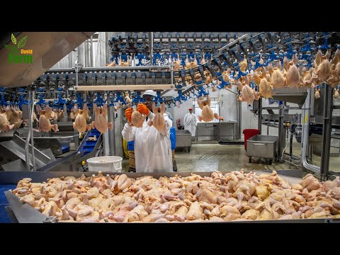 KFC's Largest Chicken processing Factory in the world