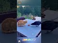 LOL amazing ginger vs smart crow