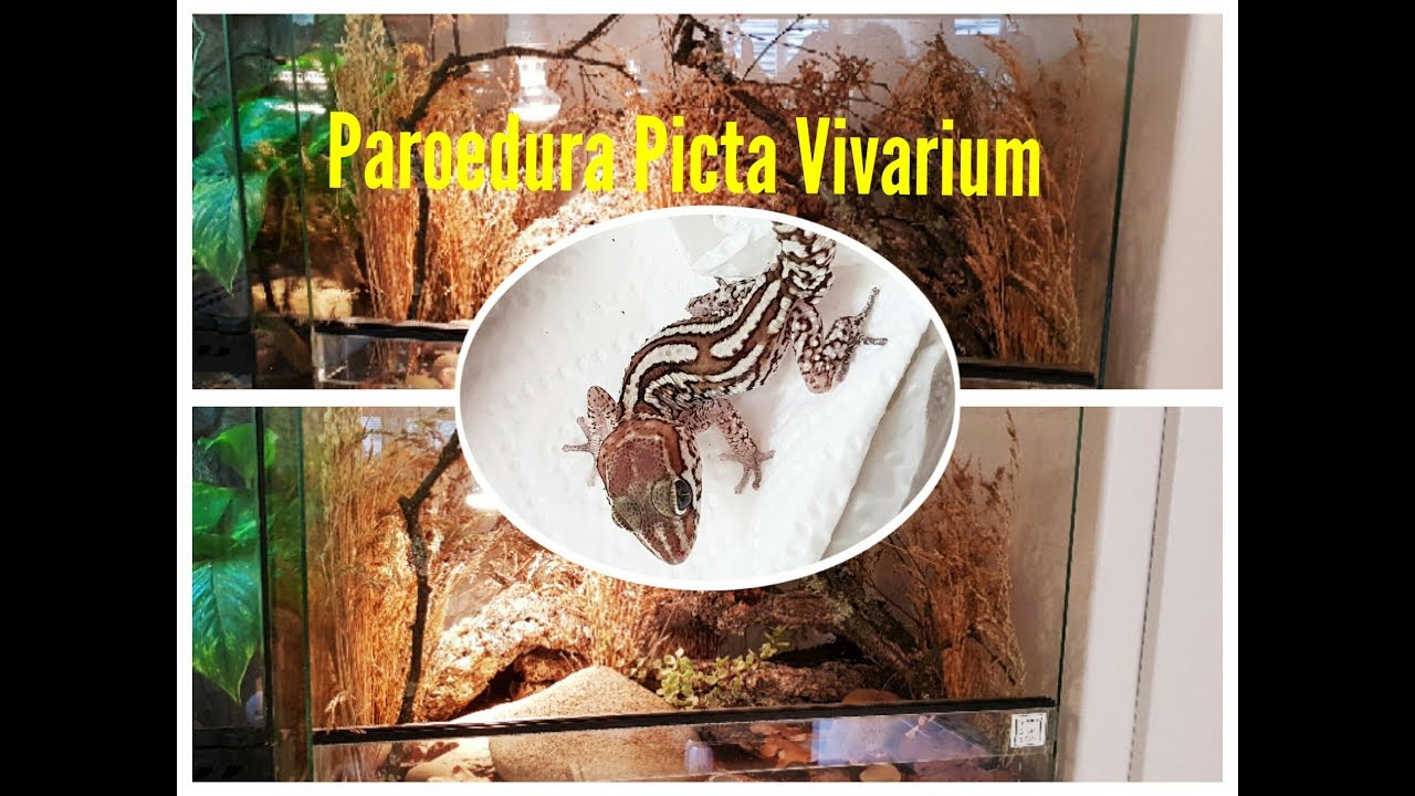 Paroedura Picta vivarium build