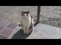 猫の日　ナナちゃん