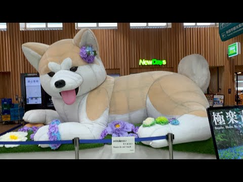 624火 秋田新幹線こまち　秋田犬　サキホコレ