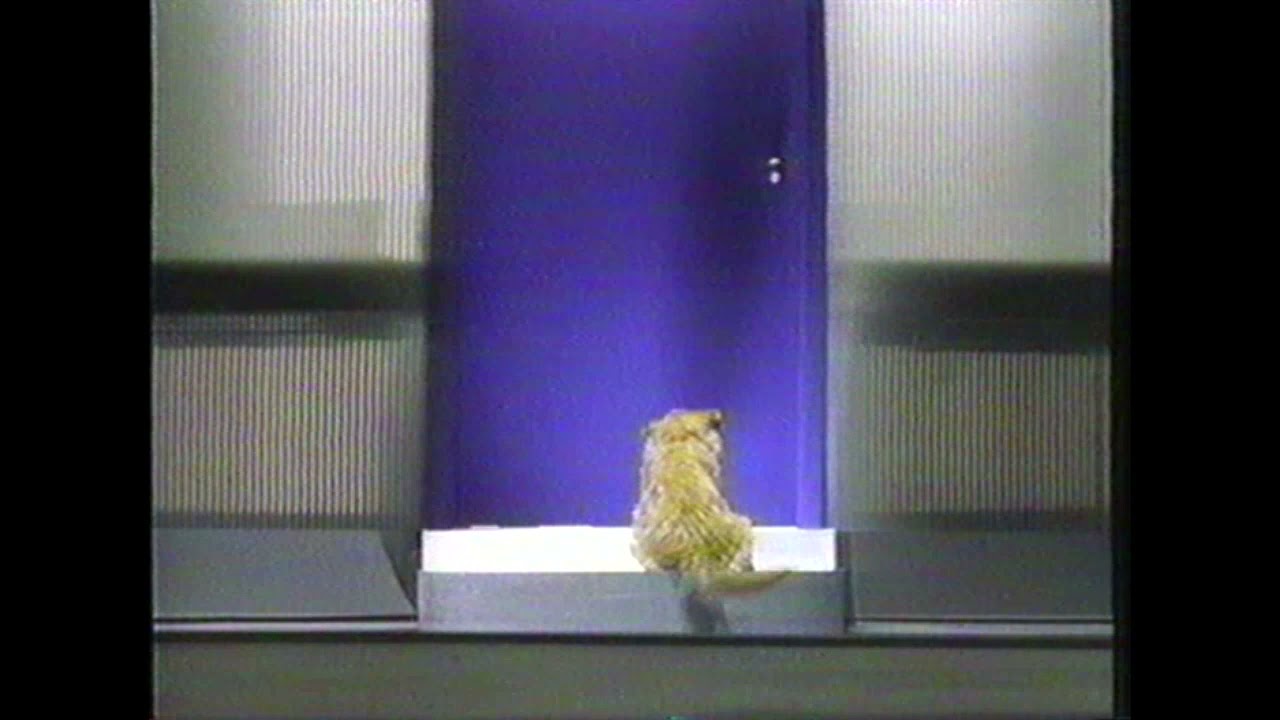 Technology - 1999 - Intel Pentium III Dog Commercial - YouTube