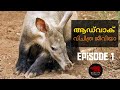 ആഡ്‌വാക് വിചിത്ര ജീവിയാണോ?| Aardvark in malayalam