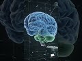 Inside The Human Brain 🧠 3D Animation Breakdown! #AzamStudyHub #Shorts #HumanBrain