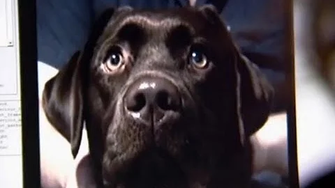 Can dogs sense emotion? - Horizon: The Secret Life of the Dog - BBC - DayDayNews