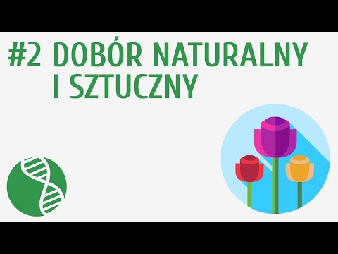 Wideo: Na kogo działa dobór naturalny?