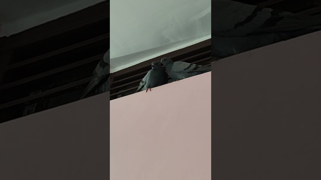 kaho Na pyar Hai 🫰🤞🫶😘 beautiful #short video