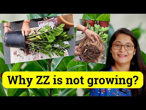 ?7 TIPS TO GROW HEALTHY ZZ PLANT, WATERING, LOW LIGHT, LEAF PROPAGATION U0026 CARE #zzplant #gardening