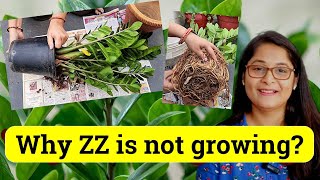 🔴7 TIPS TO GROW HEALTHY ZZ PLANT, WATERING, LOW LIGHT, LEAF PROPAGATION & CARE #zzplant #gardening