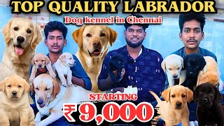 LABRADOR PUPPIES FOR SALE  IN CHENNAI⁉️|#pets#labrador#dog#yt#farm#labradorretriever