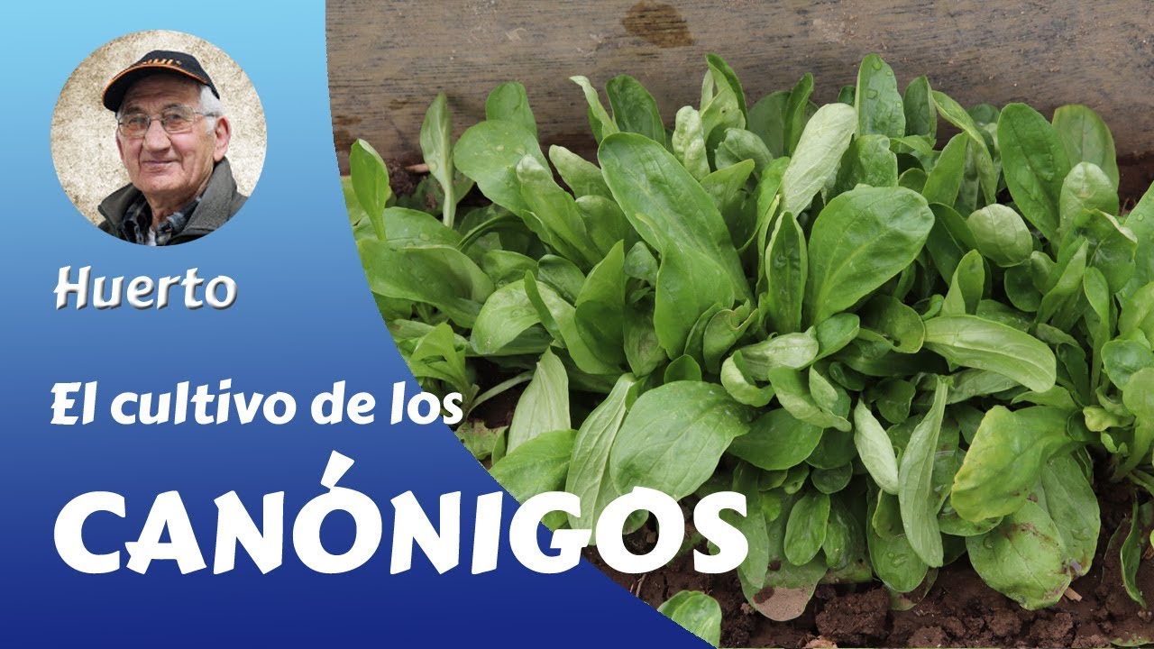 𝗖𝗔𝗡𝗢𝗡𝗜𝗚𝗢𝗦: EL CULTIVO COMPLETO DE LOS CANÓNIGOS